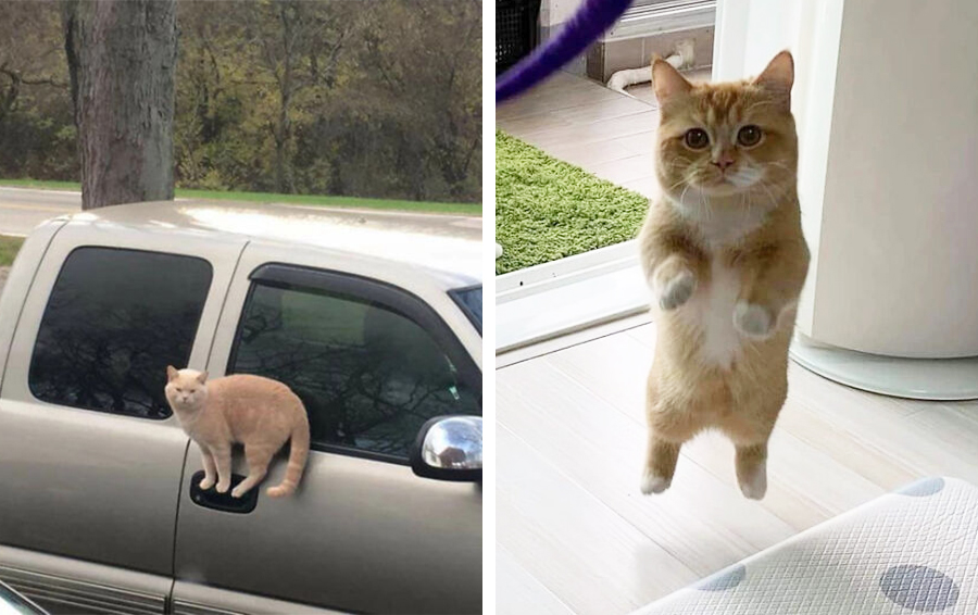 кошки и гравитация