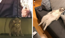 15 странных котеек, которые обожают принимать замысловатые позы