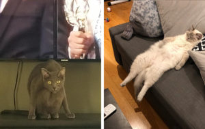 15 странных котеек, которые обожают принимать замысловатые позы