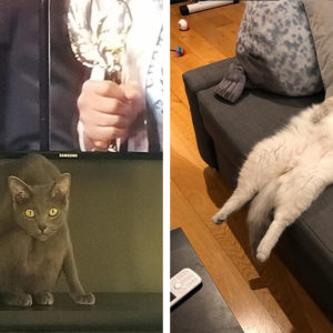 15 странных котеек, которые обожают принимать замысловатые позы