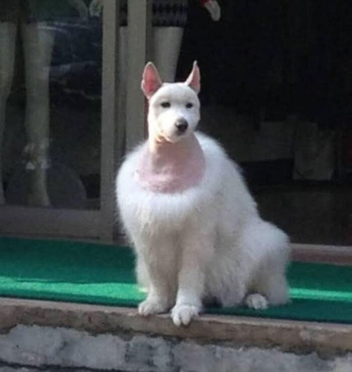 забавные животные