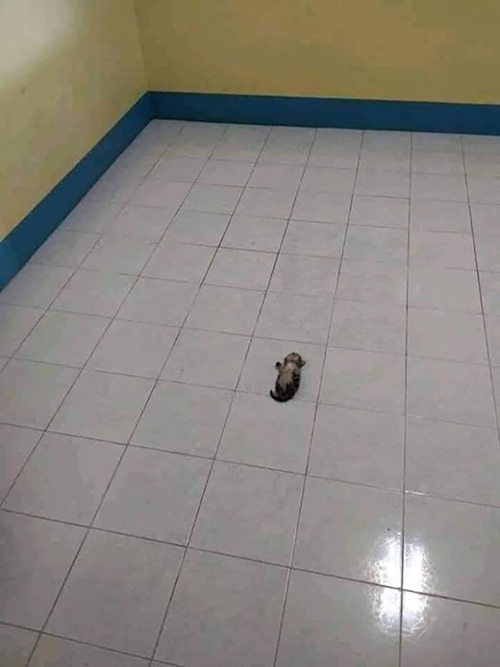 забавные животные