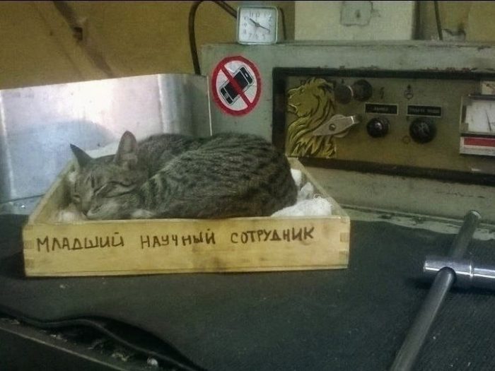 12 котиков-трудоголиков