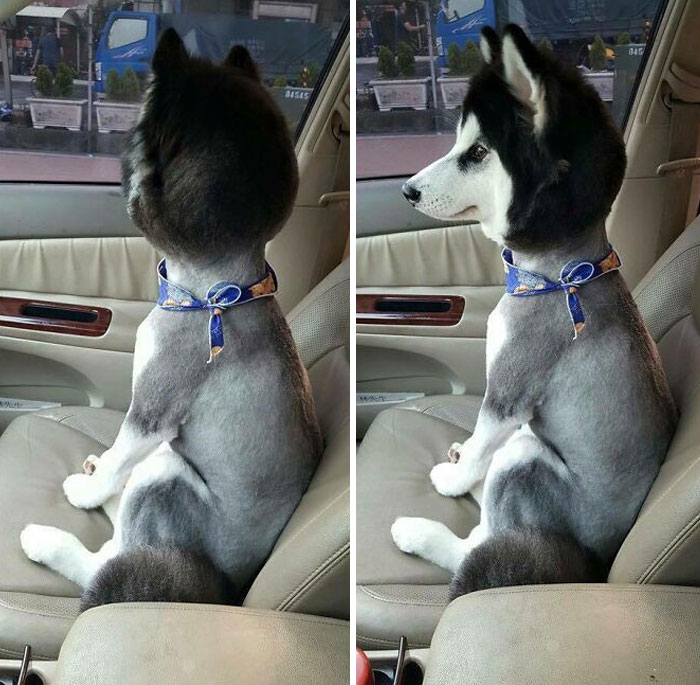 смешные прически животных