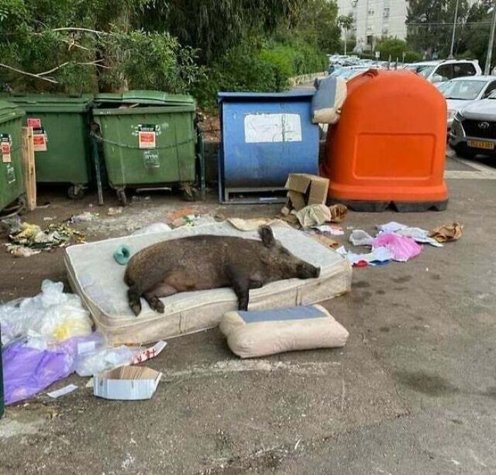 Фото: DR 14 раз когда животные преподнесли людям урок мастерства по правильной лени