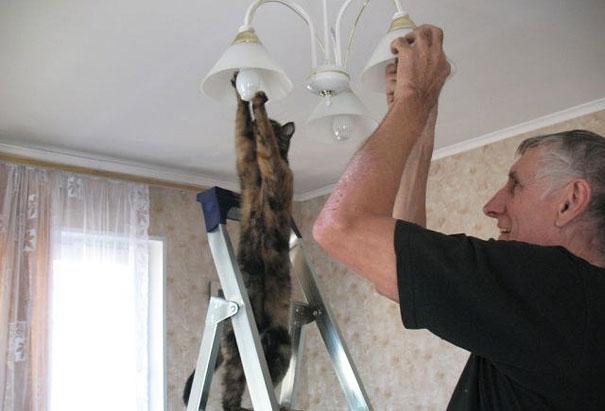 14 смешнючих животных которые ведут себя совсем как люди