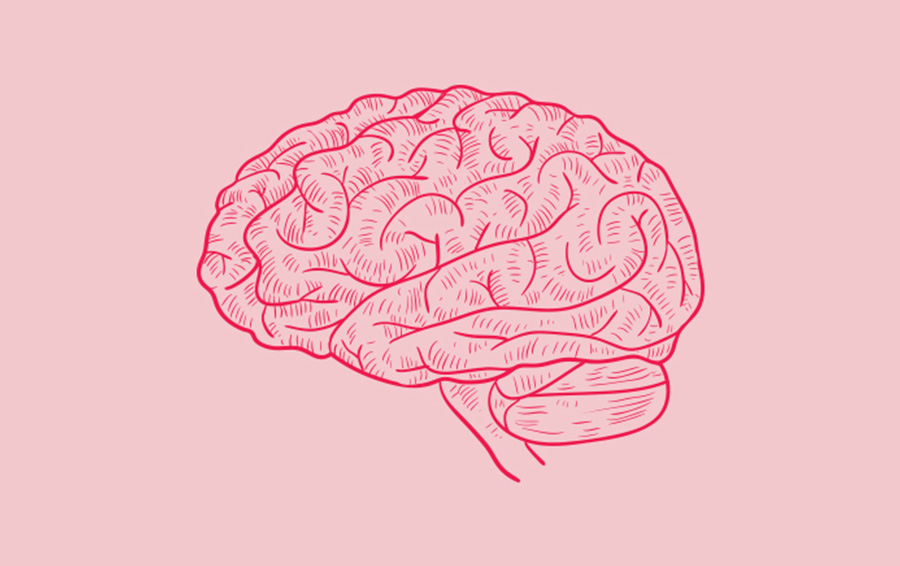 Мозг 5 класс. Мозг рисунок. Минималистичный рисунок мозга. Мозг без фона.
