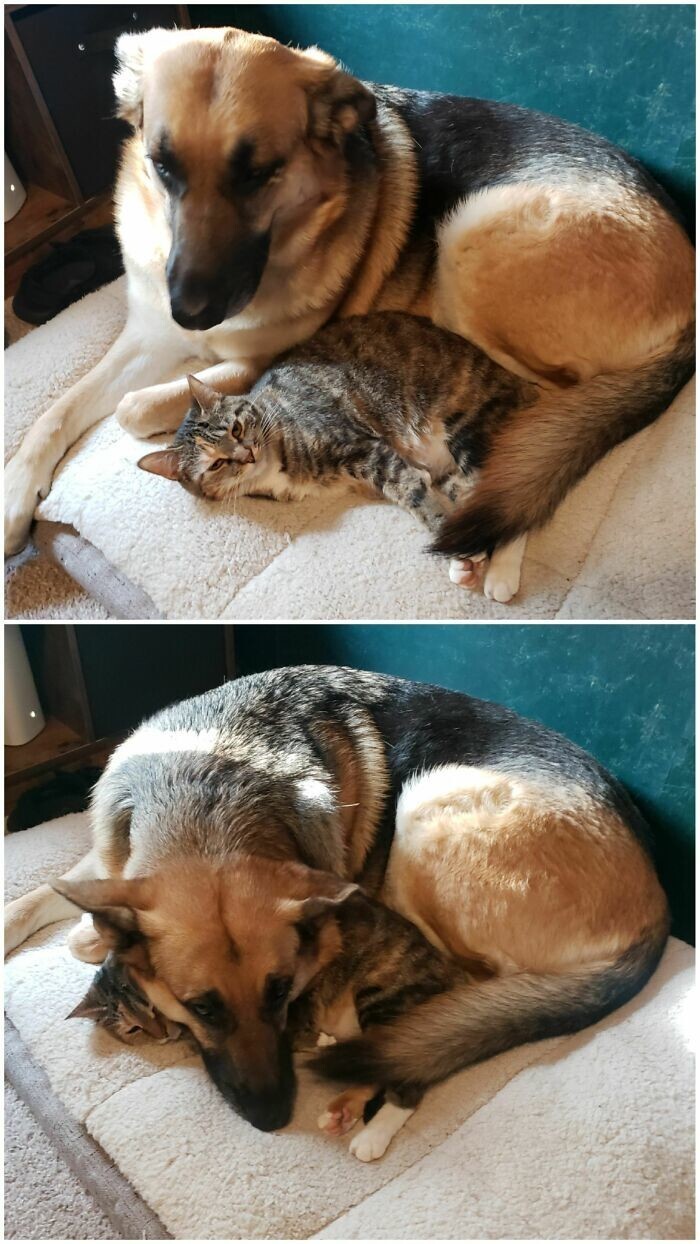 10 животных которые своим примером показывают что жизнь это борьба