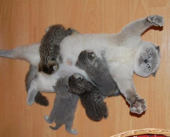 10 животных которые своим примером показывают что жизнь это борьба