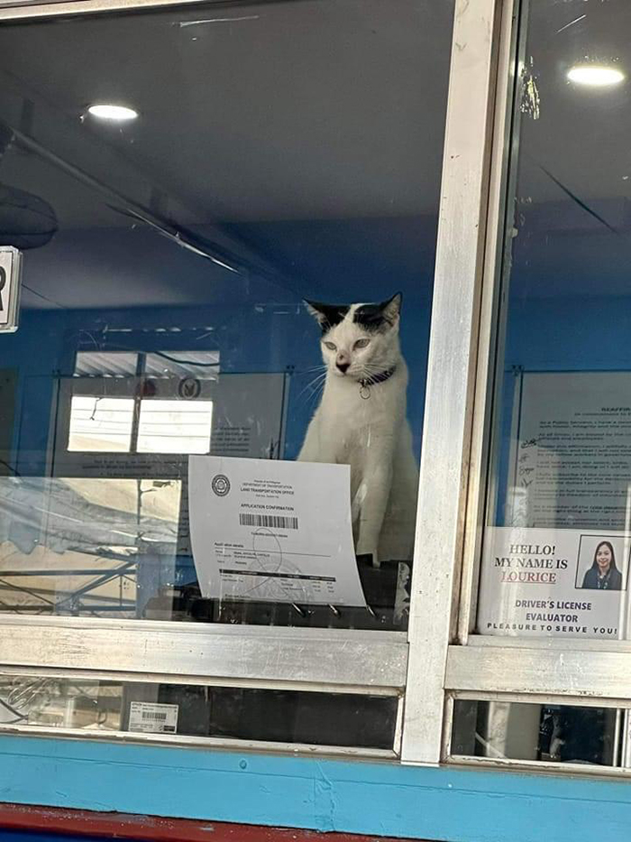 11 амбициозных котиков которые работают не покладая лапок