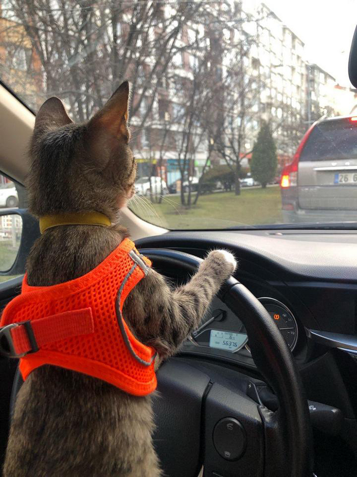11 амбициозных котиков которые работают не покладая лапок