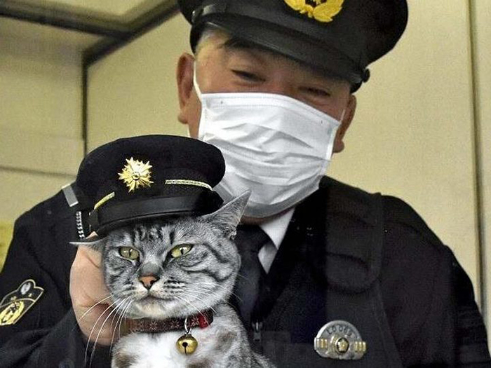 11 амбициозных котиков которые работают не покладая лапок