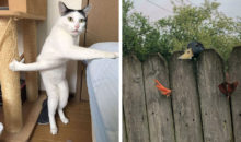 12 неуклюжих животных, которые попали нелепые ситуации