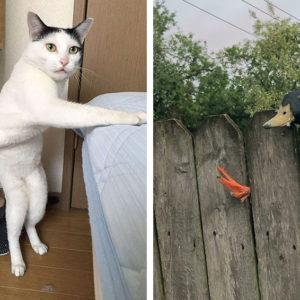 12 неуклюжих животных, которые попали нелепые ситуации