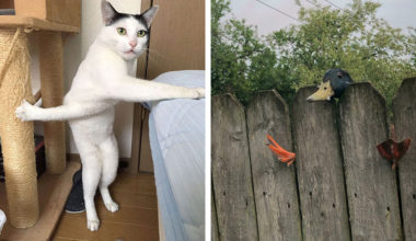 12 неуклюжих животных, которые попали нелепые ситуации