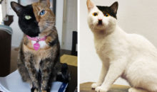 Кошачьи модники: 14 уникальных окрасов, которые заставят улыбнуться
