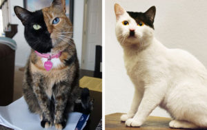 Кошачьи модники: 14 уникальных окрасов, которые заставят улыбнуться