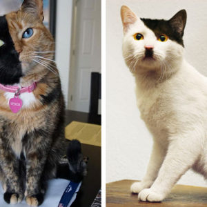Кошачьи модники: 14 уникальных окрасов, которые заставят улыбнуться
