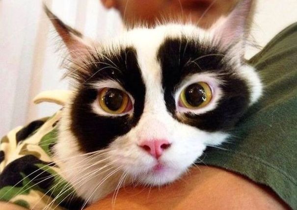 14 уникальных окрасов котов