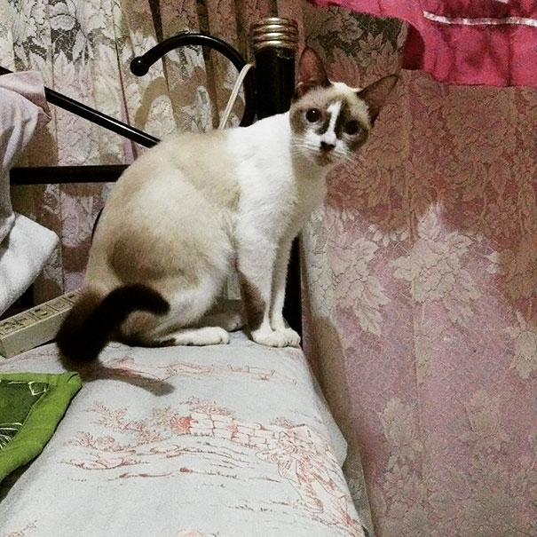 14 уникальных окрасов котов