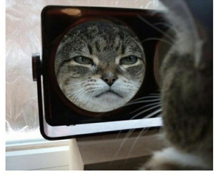 Фото: DR 12 потрясающих фотографий с котиками