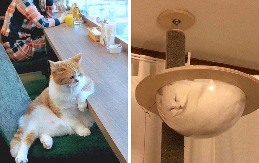 Фото: DR 12 потрясающих фотографий с котиками