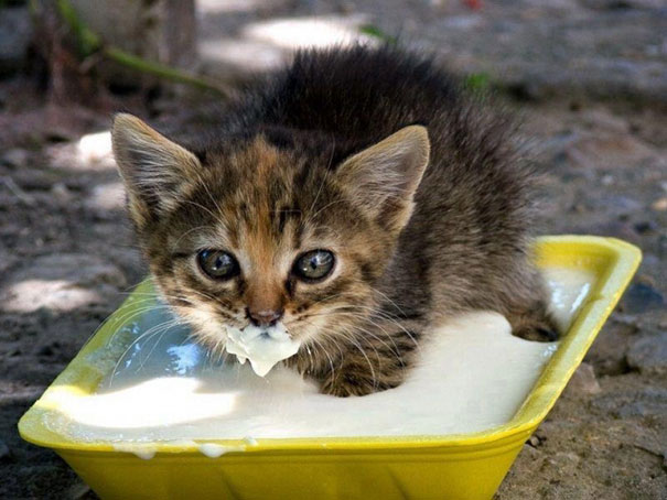 Фото: DR 14 животных которые очень смешно едят