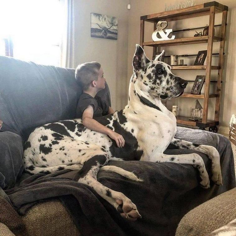 Фото: DR 14 животных которые удивляют своими габаритами