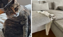 “С вашим котом что‑то не так” – 12 фотографий, на которые нельзя смотреть без удивления и смеха