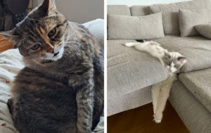 “С вашим котом что-то не так” – 12 фотографий, на которые нельзя смотреть без удивления и смеха