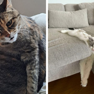 “С вашим котом что‑то не так” – 12 фотографий, на которые нельзя смотреть без удивления и смеха