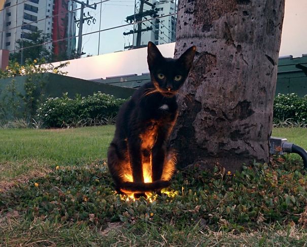 Темные стороны кошачьей натуры 12 жутковатых фотографий