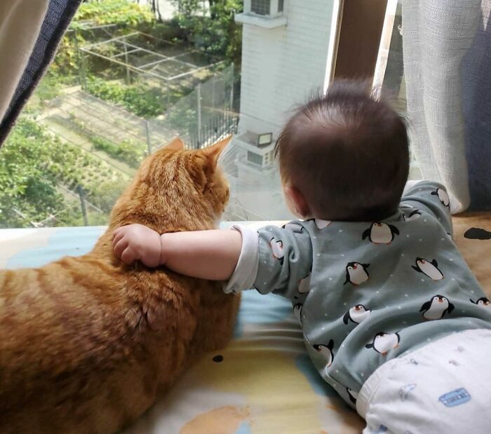 10 умилительных фото, доказывающих, что кошки тоже любят человеческих детенышей