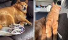 10 забавных неудачных фото животных, которые покажут вам, что жизнь не всегда идеальна