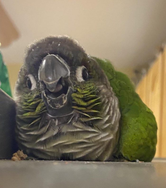 11 красноречивых снимков которые докажут что вам для счастья не хватало только попугая