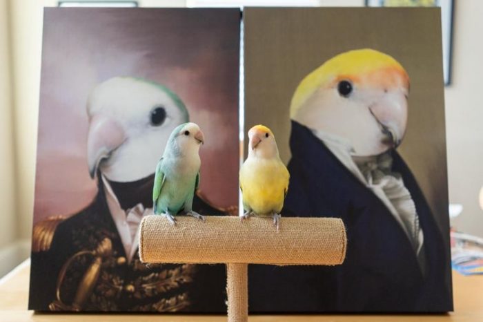11 красноречивых снимков которые докажут что вам для счастья не хватало только попугая
