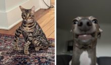 12 смешных фото, которые животные предпочли бы стереть из гаджетов своих хозяев