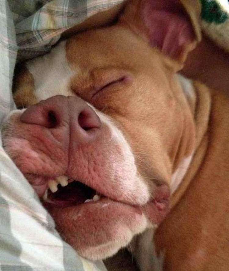 16 фото спящих собак в самых смешных позах