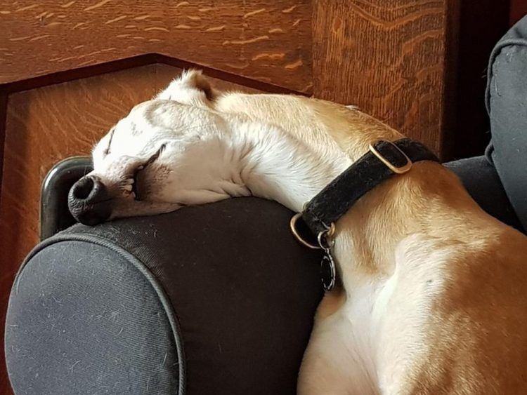 16 фото спящих собак в самых смешных позах