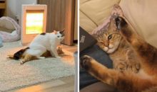 Кошачьи забавы: 12 котов, чьи позы вызывают улыбки