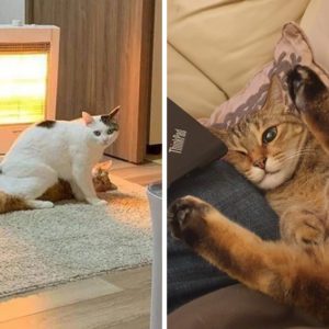 Кошачьи забавы: 12 котов, чьи позы вызывают улыбки