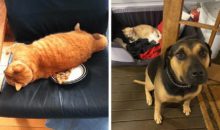 14 зловредных котов, которые показали, кто в доме хозяин