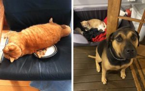 14 зловредных котов, которые показали, кто в доме хозяин
