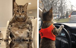 12 невероятных котов, которые играют на камеру не хуже голливудских звёзд