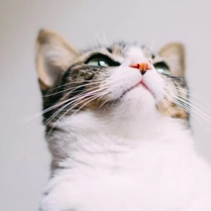 Как правильно отмечать свои успехи и зачем это нужно?