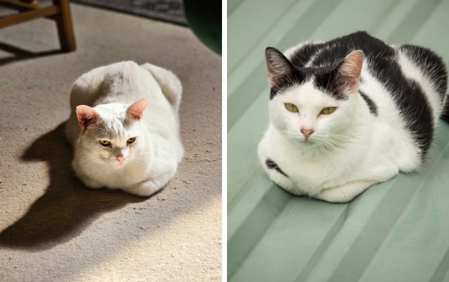 Кот в позе булочки