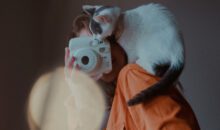 Как стать няней для животных: где искать клиентов и сколько можно заработать