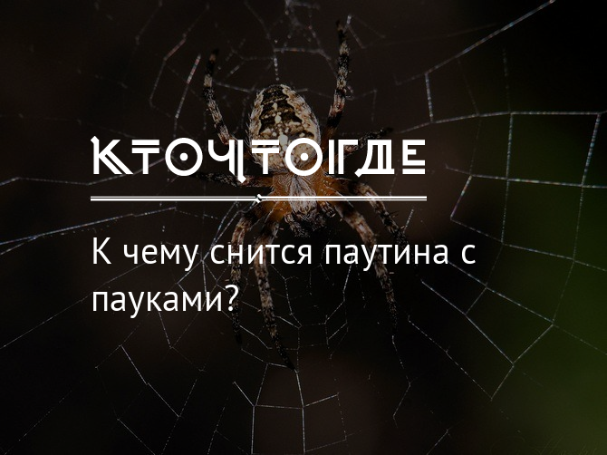 Сонник приснился паук. К чему снится паутина. Приснилась паутина во сне. К чему снятся пауки и паутина. Паутина во сне к чему снится мужчине.