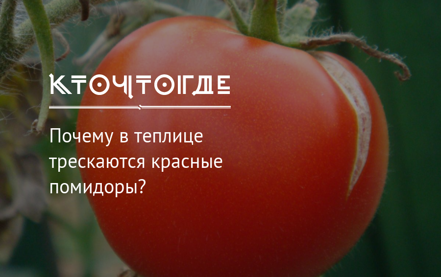Почему помидоры красные