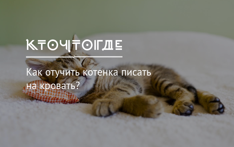 Котенок не писал. Как отучить котенка писать на кровать. Котенок гадит на кровать. Как отучить котенка писать. Котенок писает на кровать.